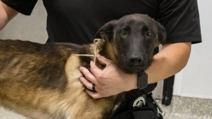 Illustration : Un jeune Malinois battu à coups d'haltère et de pied entrevoit la fin du cauchemar grâce à un témoin