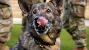 Illustration : Zorro le chien militaire à la retraite retrouve son ancienne maîtresse et commence une nouvelle vie