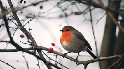 Illustration : Hamiform lance de nouveaux aliments et accessoires premium pour accueillir idéalement les oiseaux du ciel en hiver