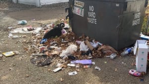 Illustration : Une chienne abandonnée près d'une benne à ordures rêve de prendre un nouveau départ dans un foyer aimant