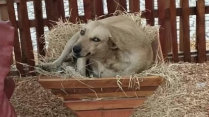 Illustration : Caramelo, une petite chienne pragmatique, a trouvé un endroit insolite pour faire la sieste