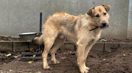 Illustration : Le parcours tumultueux d'un chien sauvé d'une vie de misère qui disparaît dans la forêt pendant plusieurs mois