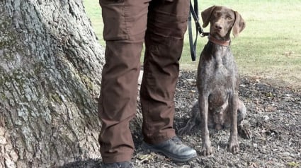 Illustration : Un jeune chien policier redonne l'espoir à une famille dont l'enfant a disparu le jour de Noël