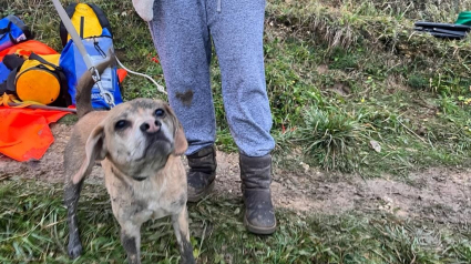 Illustration : Après sa chute vertigineuse d’une falaise, ce petit chien a pu compter sur la mobilisation de sauveteurs au grand cœur