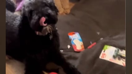 Illustration : Impatients de découvrir leurs cadeaux de Noël, ces 2 Labradoodles réservent une désagréable surprise à leur maîtresse (vidéo)