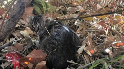 Illustration : Une famille d'accueil aide une chatte blessée et endeuillée à avancer en redonnant du sens à sa vie (vidéo)