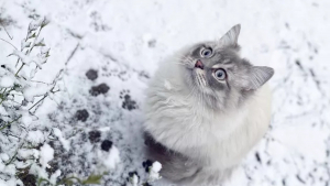 Illustration : 15 photos capturant le bonheur des chats lors de leur première rencontre avec la neige