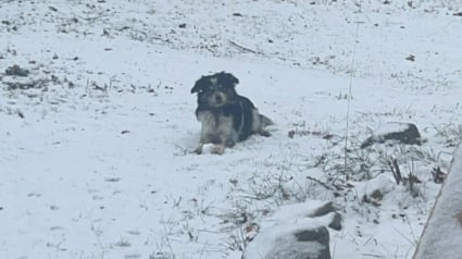 Illustration : Un chiot heurté par une voiture reste coincé dans sa calandre sur 10 km