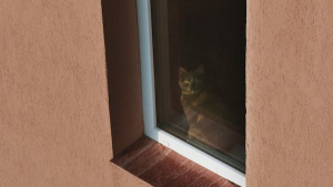 Illustration : Un chat abandonné dans un état catastrophique découvert par un huissier de justice après l'expulsion de ses propriétaires