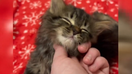 Illustration : Le combat touchant d'un chaton à la démarche chancelante pour mener une vie normale (vidéo)