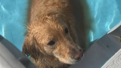 Illustration : Depuis qu’il a compris qu’il pouvait nager, ce Golden Retriever refuse de sortir de l’eau (vidéo)