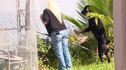 Illustration : Une femme prend courageusement la défense de son Rottweiler attaqué par un alligator affamé