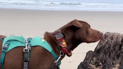 Illustration : Une jeune femme emmène son chien voir la mer pour la première fois et son adorable réaction fait fondre le cœur des internautes (vidéo)