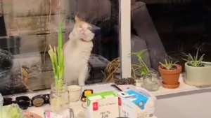 Illustration : "La compilation TikTok hilarante d'une chatte décidée à forcer l'entrée de sa voisine (vidéo)"