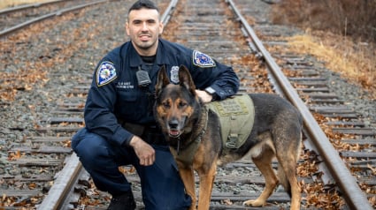 Illustration : Après une belle carrière, un chien policier prend sa retraite avec panache