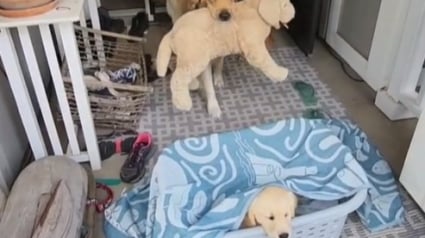 Illustration : Le bonheur d’un Golden Retriever lorsqu’il comprend que sa peluche préférée a été remplacée par un vrai chiot (vidéo)