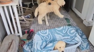 Illustration : "Le bonheur d’un Golden Retriever lorsqu’il comprend que sa peluche préférée a été remplacée par un vrai chiot (vidéo)"