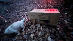 Illustration : Un passant aperçoit une chienne sur le bord de la route et comprend qu'il a plus d'une vie à sauver