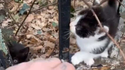 Illustration : Interpellé par des sons stridents dans un cimetière, un homme découvre une fratrie de chatons abandonnée