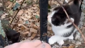 Illustration : Interpellé par des sons stridents dans un cimetière, un homme découvre une fratrie de chatons abandonnée