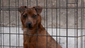 Illustration : Le Parlement sud-coréen vote une loi historique contre le commerce de la viande de chien