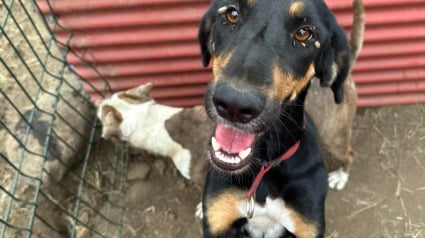 Illustration : Une chienne de fourrière aux prises avec 3 maladies rêve de voir le bout du tunnel et de savourer la vie