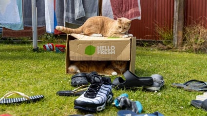 Illustration : Un chat cleptomane a pris la mauvaise habitude de voler les chaussures des habitants de son quartier