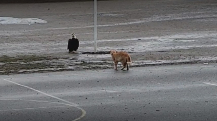 Illustration : Le face-à-face tendu entre un chat et un aigle maintient les internautes en haleine (vidéo)