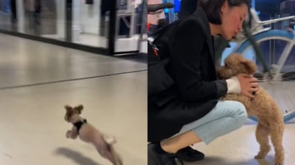 Illustration : L’explosion de joie d’un chien qui court vers sa maîtresse en la voyant arriver à l’aéroport (vidéo)