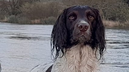 Illustration : Un village entier se mobilise pour tenter de retrouver un chien s'étant égaré après un malaise