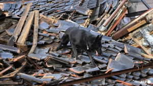Illustration : Après le séisme au Japon, Elsa, une chienne de sauvetage, aide les secouristes à trouver des survivants