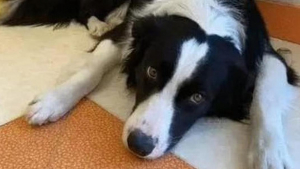 Illustration : Justice pour Omora : le propriétaire du chien de berger volé à Paris demande des lois plus dures contre le vol des animaux