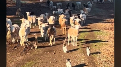 Illustration : Dans cette ferme, des chats aident à garder les moutons et leur vidéo obsède les internautes