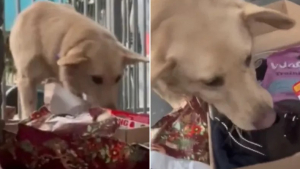 Illustration : "Coco, une chienne rescapée de Roumanie, ne peut contenir sa joie lorsqu’elle reçoit son tout premier cadeau (vidéo)"