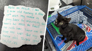 Illustration : Abandonnée sur un banc dans un sac de transport, cette jeune chatte noire a été retrouvée avec une note déchirante