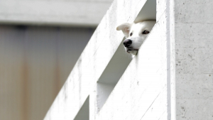 Illustration : Les aboiements de détresse d'un chiot prisonnier du froid sur un balcon alarment une voisine qui prévient immédiatement les secours