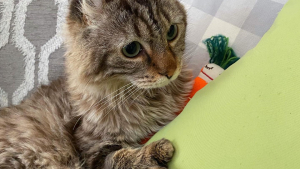 Illustration : Bienveillance et amour ont transformé la triste de vie de ce chat polydactyle destiné à être euthanasié