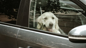 Illustration : Les 10 races de chiens qui seraient le plus souvent malades en voiture