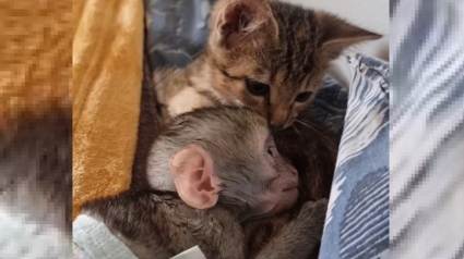 Illustration : Le récit touchant d'une chatte orpheline qui se prend d'affection pour un singe ayant lui aussi perdu sa mère (vidéo)