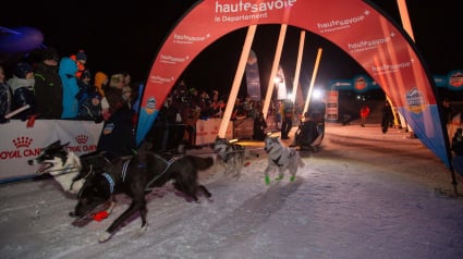 Illustration : Le coup d'envoi de la course de chiens de traîneaux La Grande Odyssée VVF 2024 donné à Megève dans une ambiance festive