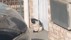 Illustration : Frigorifié et n’ayant nulle part où aller, un chat s’assoit devant une porte et suscite l’empathie du voisinage