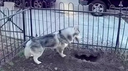 Illustration : Un Husky devient le héros de tout le quartier qu'il a sauvé en creusant un trou