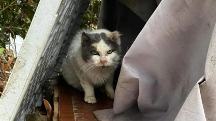 Illustration : Une chatte décidée à en finir avec la rue après 10 années d'errance doit apprendre à faire confiance aux humains