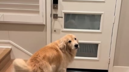 Illustration : L'adorable rituel quotidien d'un Golden Retriever attendant le retour de son jeune humain après l'école (vidéo)