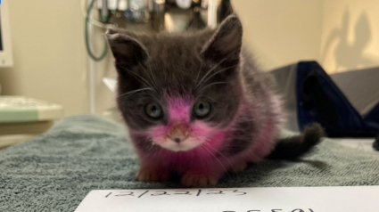 Illustration : Teint en rose et couvert de produits chimiques toxiques par sa maîtresse, ce chaton a failli perdre la vie, mais a obtenu justice