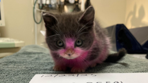 Illustration : Teint en rose et couvert de produits chimiques toxiques par sa maîtresse, ce chaton a failli perdre la vie, mais a obtenu justice