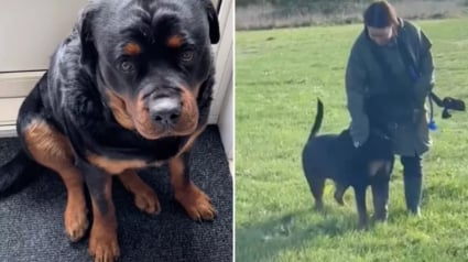 Illustration : Habitué à ce que les gens l’évitent, ce Rottweiler est fou de joie lorsque quelqu’un lui dit bonjour (vidéo)