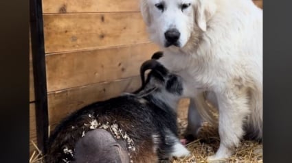 Illustration : Pleine d’empathie, cette gentille chienne de ferme protège une chèvre à 3 pattes après son opération (vidéo)