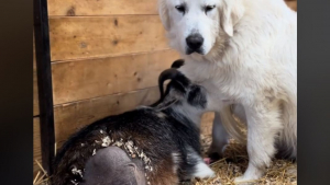 Illustration : "Pleine d’empathie, cette gentille chienne de ferme protège une chèvre à 3 pattes après son opération (vidéo)"