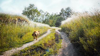 Illustration : Ce 6eme sens inexpliqué des chiens qui les rend capables de retrouver leur maître à des kilomètres 